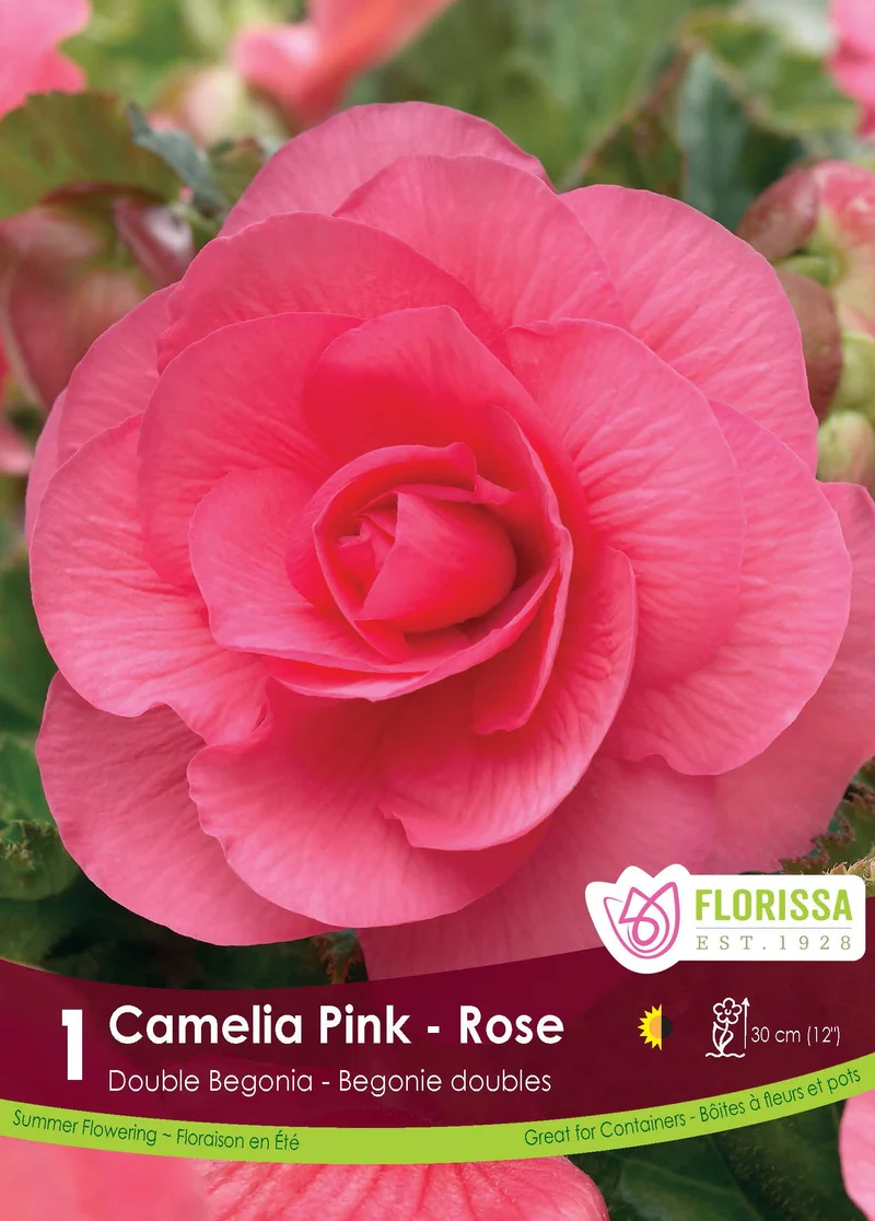 Bégonia Double Camelia Rose ( Begonia × tuberhybrida ‘Rose’)
