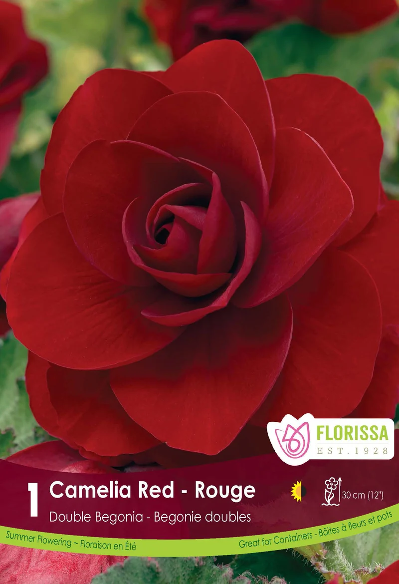 Bégonia Double Camelia Rouge ( Begonia × tuberhybrida ‘Rouge’)