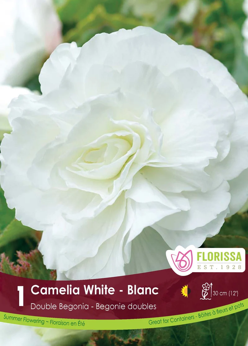 Bégonia Double Camelia Blanc ( Begonia × tuberhybrida ‘Blanc’)