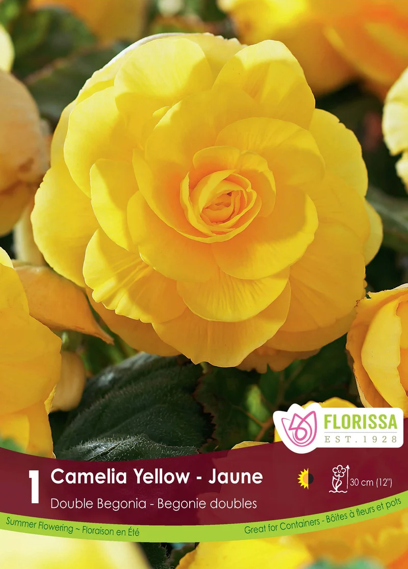 Bégonia Double Camelia Jaune ( Begonia × tuberhybrida ‘Jaune’)
