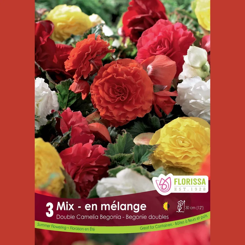 Mélange de bégonias Double Camelia ( Begonia )