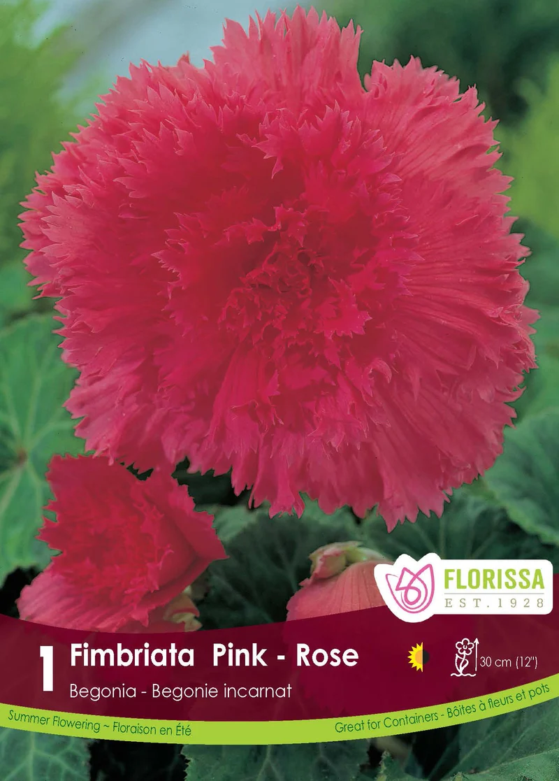 Bégonia Fimbriata Rose ( Begonia × tuberhybrida ‘Fimbriata Rose’)