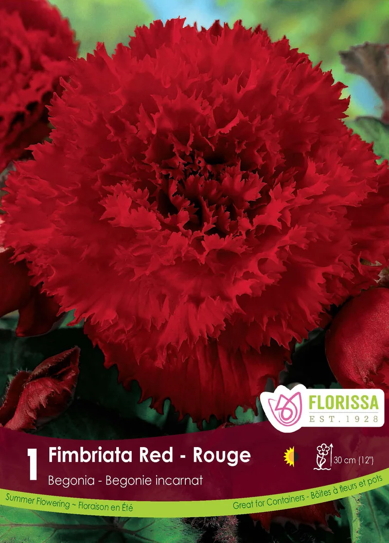 Bégonia Fimbriata Rouge ( Begonia × tuberhybrida ‘Fimbriata Rouge’)