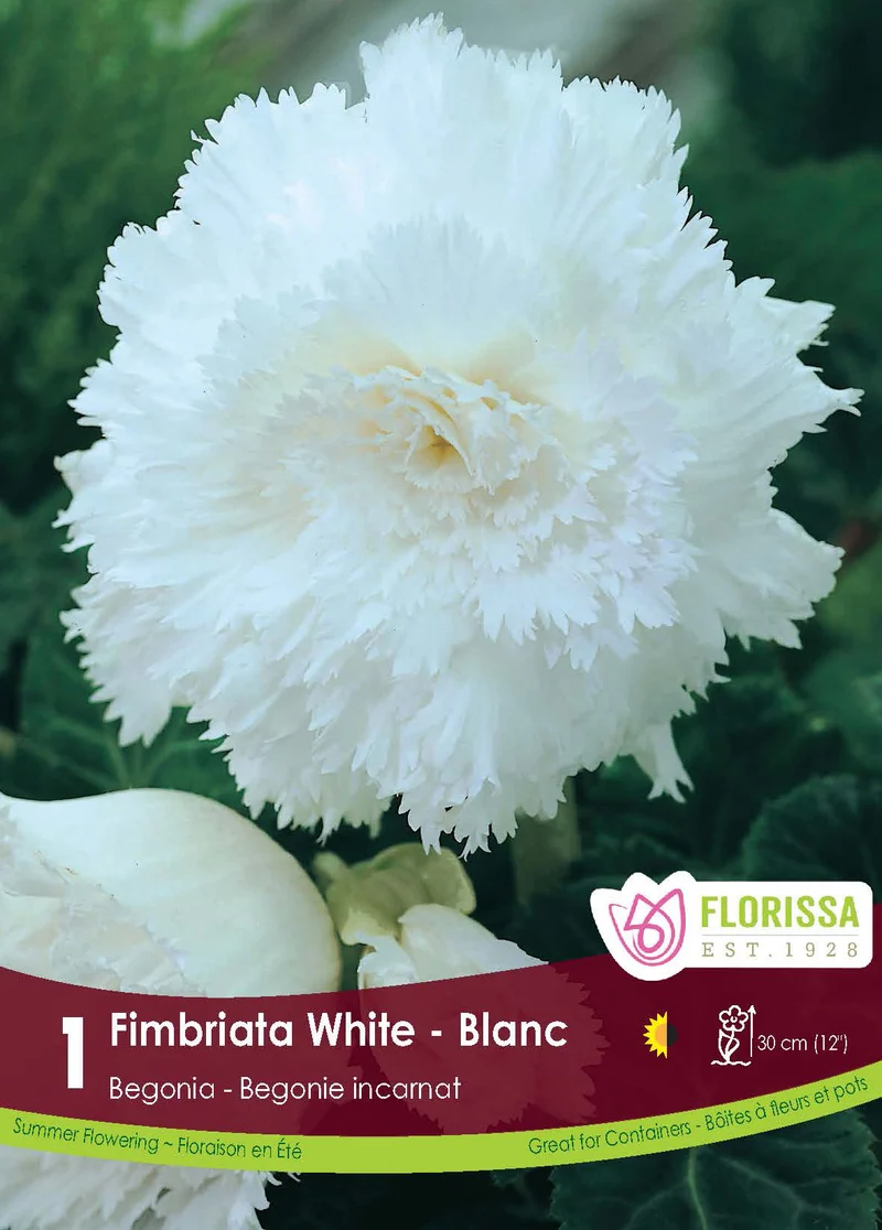 Bégonia Fimbriata Blanc ( Begonia × tuberhybrida ‘Fimbriata Blanc’)
