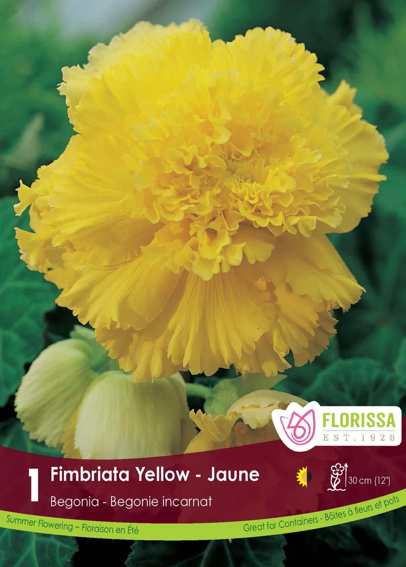 Bégonia Fimbriata Jaune ( Begonia × tuberhybrida ‘Fimbriata Jaune’)