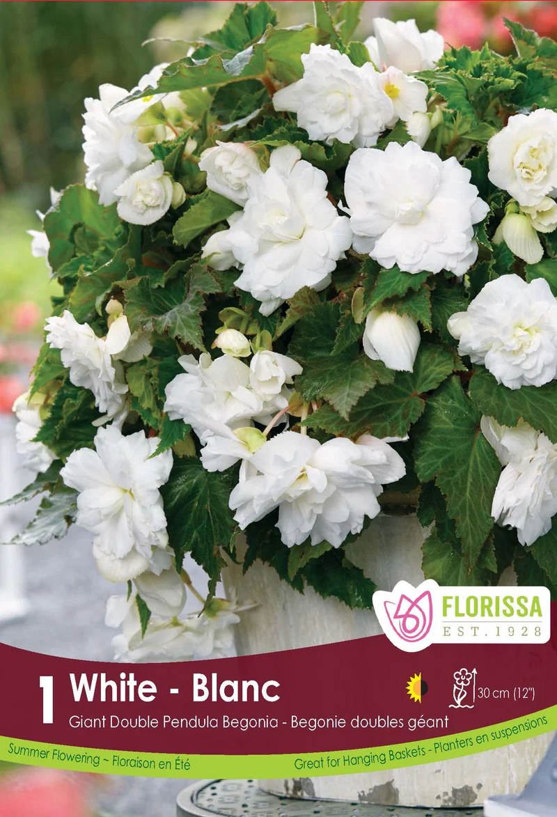 Bégonia Double Pendula Blanc ( Begonia × tuberhybrida ‘Double Pendula Blanc’)