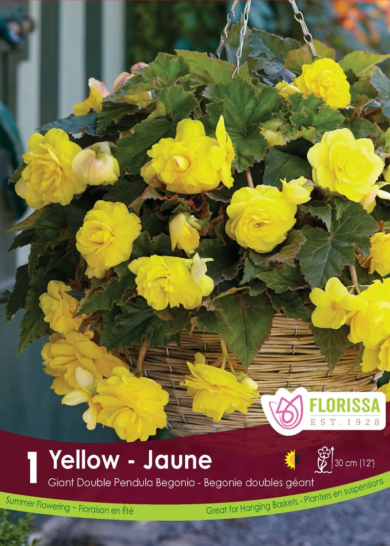Bégonia Double Pendula Jaune ( Begonia × tuberhybrida ‘Double Pendula Jaune’)