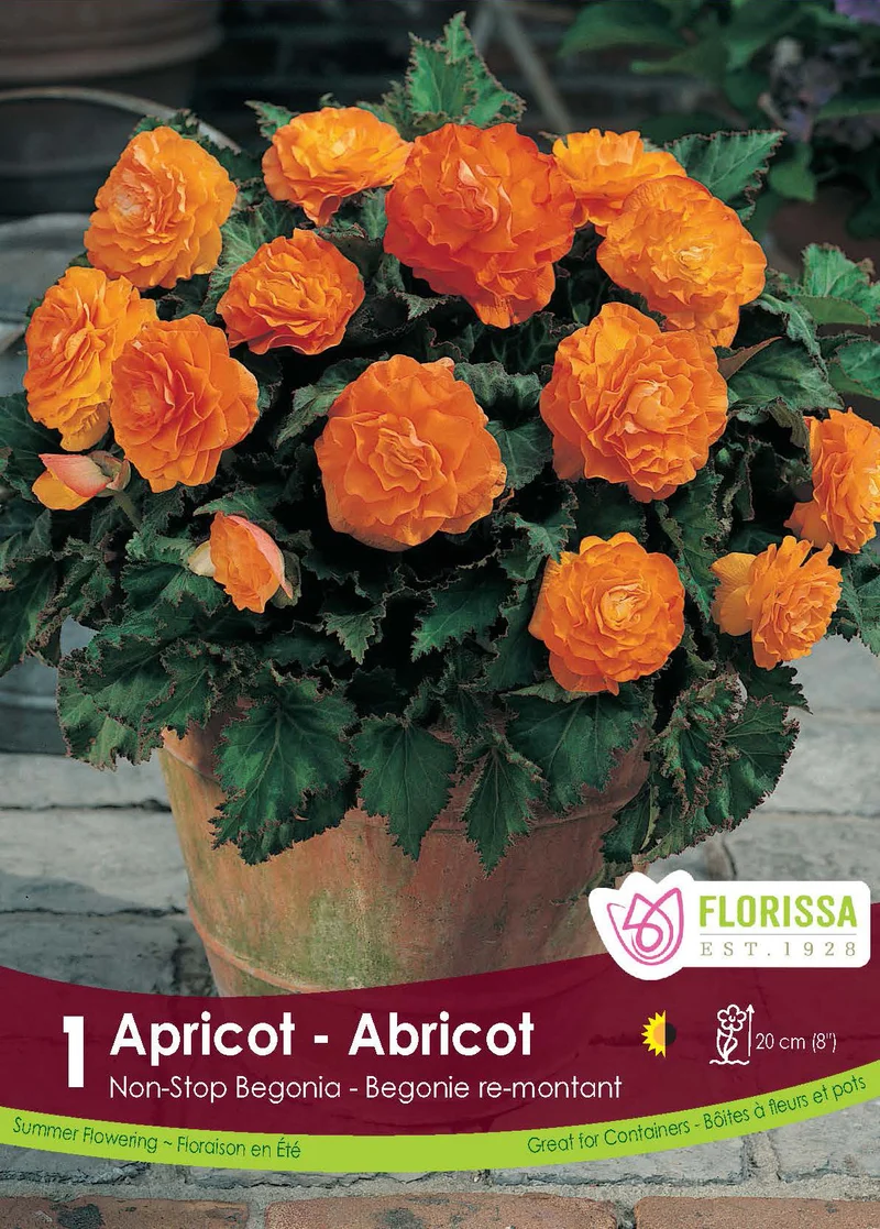 Bégonia Nonstop Abricot ( Begonia × tuberhybrida ‘Nonstop Abricot’)