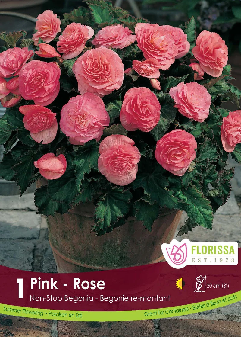 Bégonia Nonstop Rose ( Begonia × tuberhybrida ‘Nonstop Rose’)