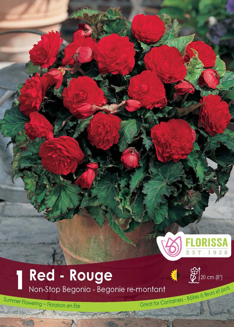 Bégonia Nonstop Rouge ( Begonia × tuberhybrida ‘Nonstop Rouge’)