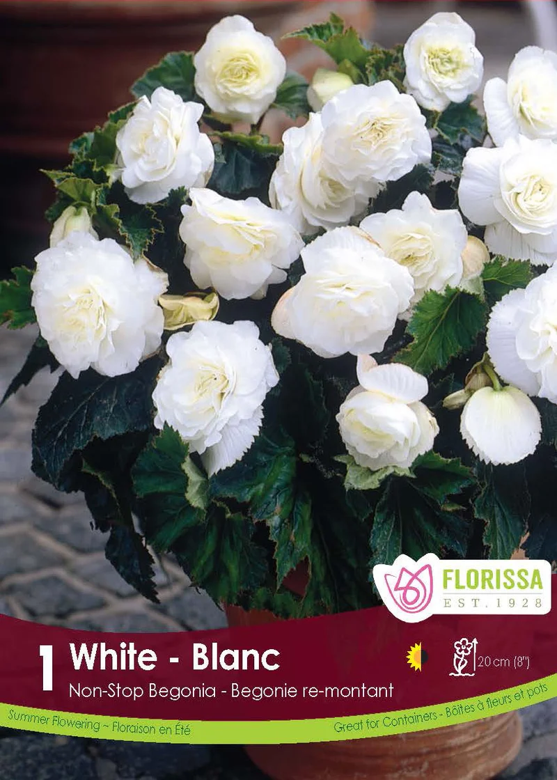 Bégonia Nonstop Blanc ( Begonia × tuberhybrida ‘Nonstop Blanc’)