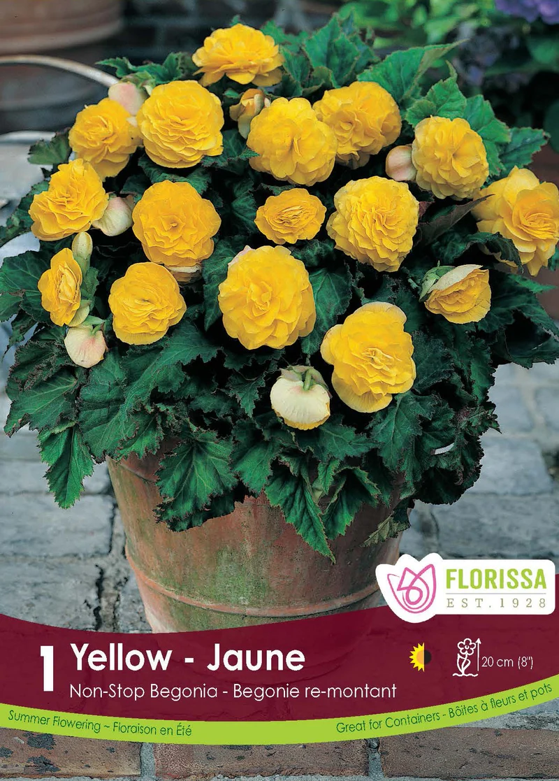 Bégonia Nonstop Jaune ( Begonia × tuberhybrida ‘Nonstop Jaune’)