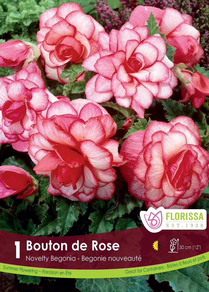 Bégonia Novelty Bouton de Rose ( Begonia × tuberhybrida ‘Novelty Bouton de Rose’)