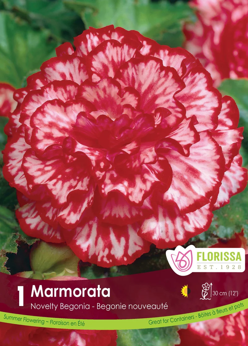 Bégonia Marmorata ( Begonia × tuberhybrida ‘Marmorata’)