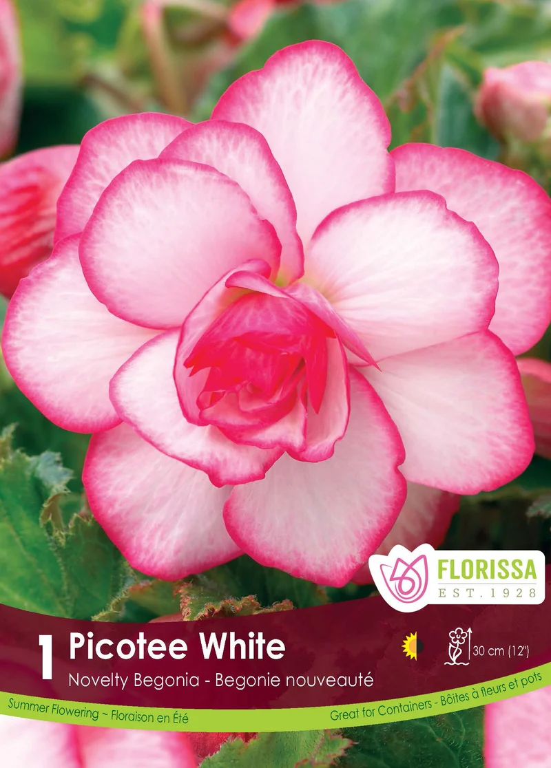 Bégonia Novelty Picotée Blanc ( Begonia × tuberhybrida ‘Novelty Picotée Blanc’)