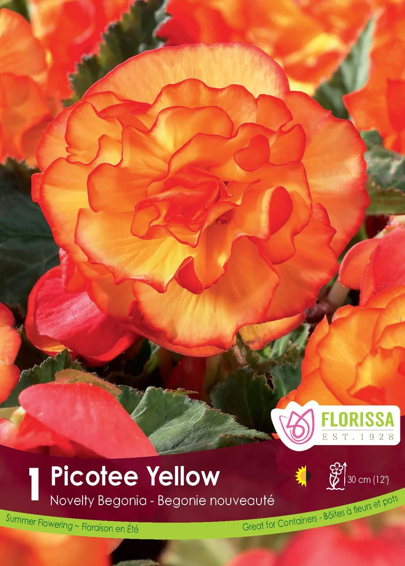 Bégonia Novelty Picotée Jaune ( Begonia × tuberhybrida ‘Novelty Picotée Jaune’)