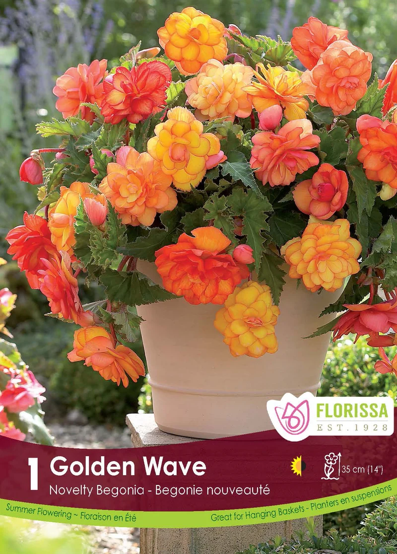 Bégonia Super Novelty ‘Golden Wave’ ( Begonia )