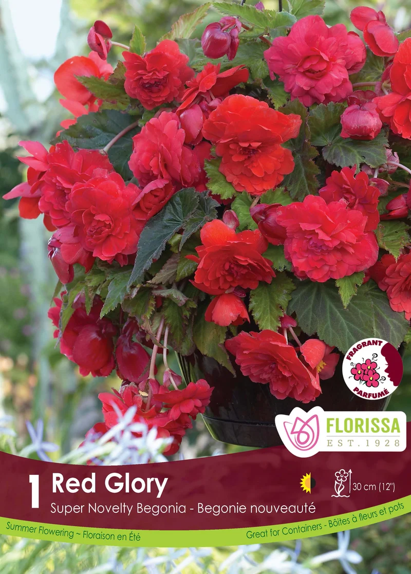 Bégonia Red Glory ( Begonia × tuberhybrida ‘Red Glory’)