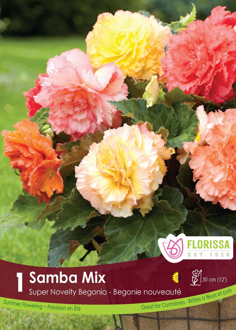 Bégonia Super Novelty ‘Samba’ ( Begonia )