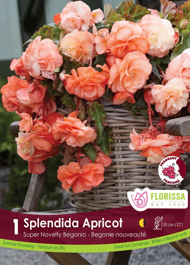 Bégonia Super Novelty ‘Splendide Abricot’ ( Begonia )