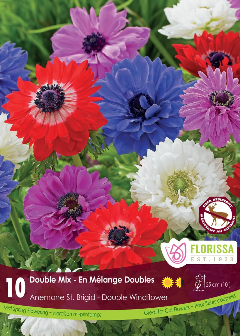 Anémone St. Brigid Mix ( Anemone coronaria St. Brigid Mix)