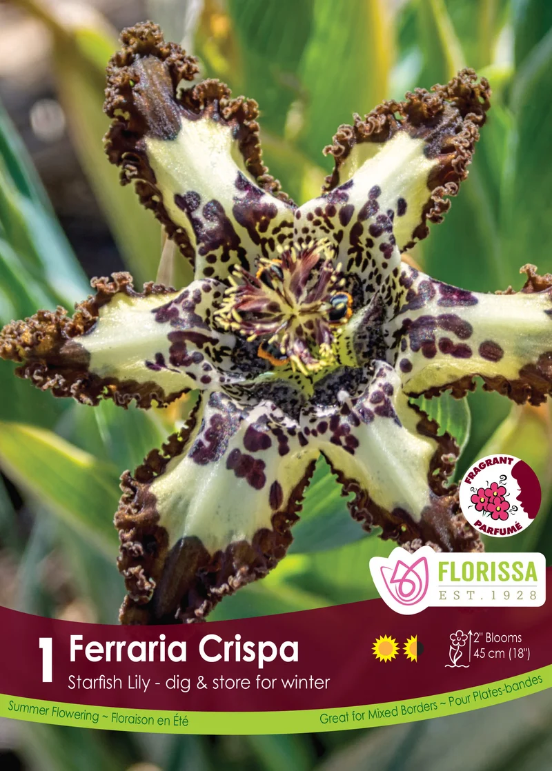 Ferraria crispée ( Ferraria crispa )