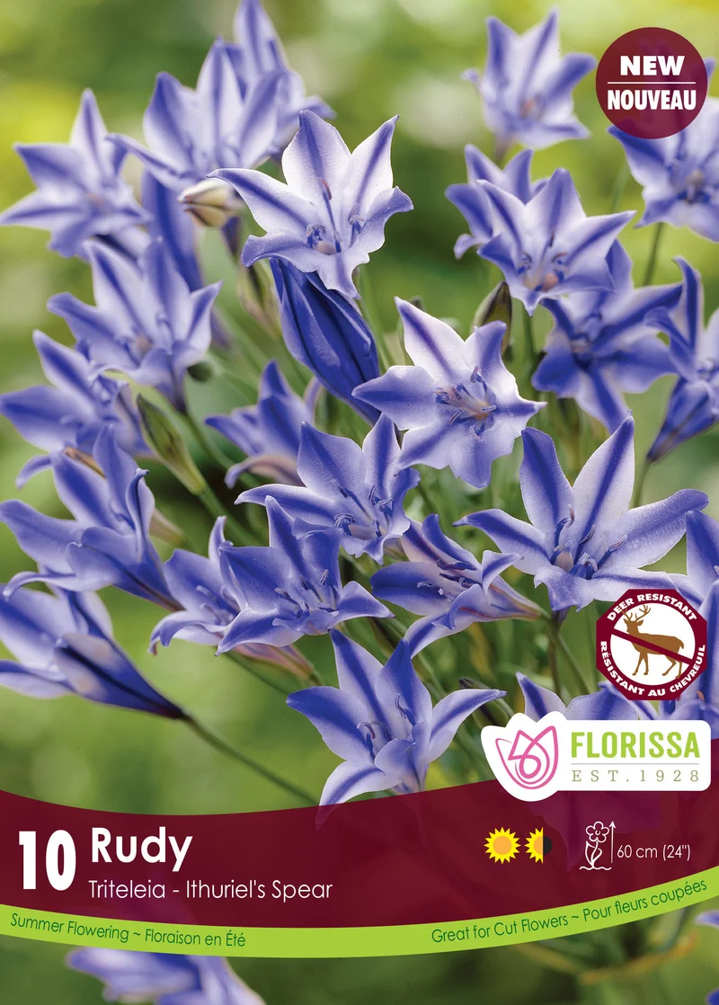 Triteleia ‘Rudy’ (10 bulbes) ( Triteleia )