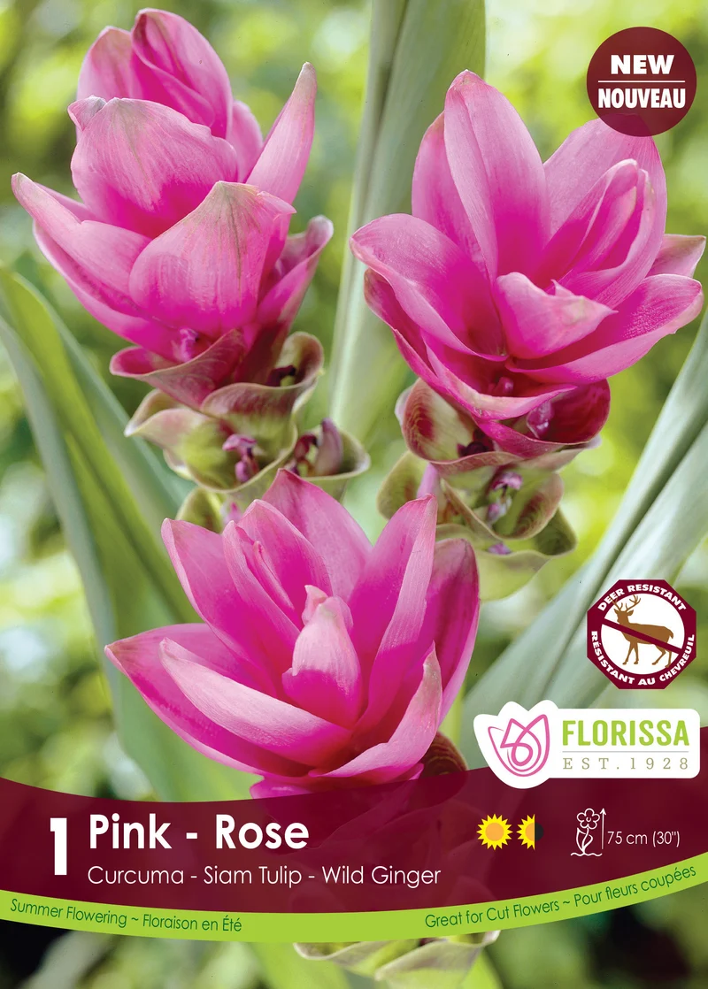 Curcuma ‘Rose’ ( Curcuma alismatifolia )