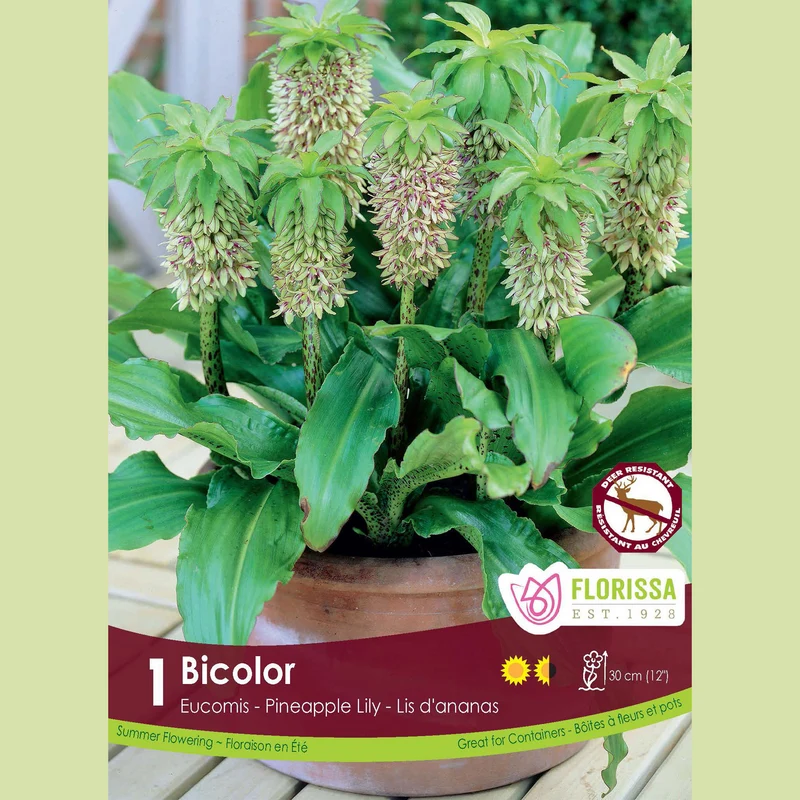Eucomis bicolore ( Eucomis bicolor )