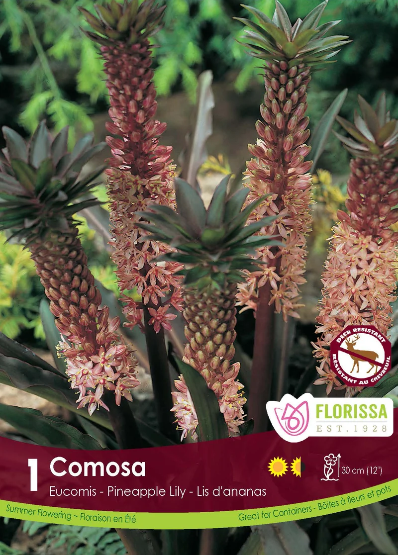 Lis ananas rose ( Eucomis comosa )