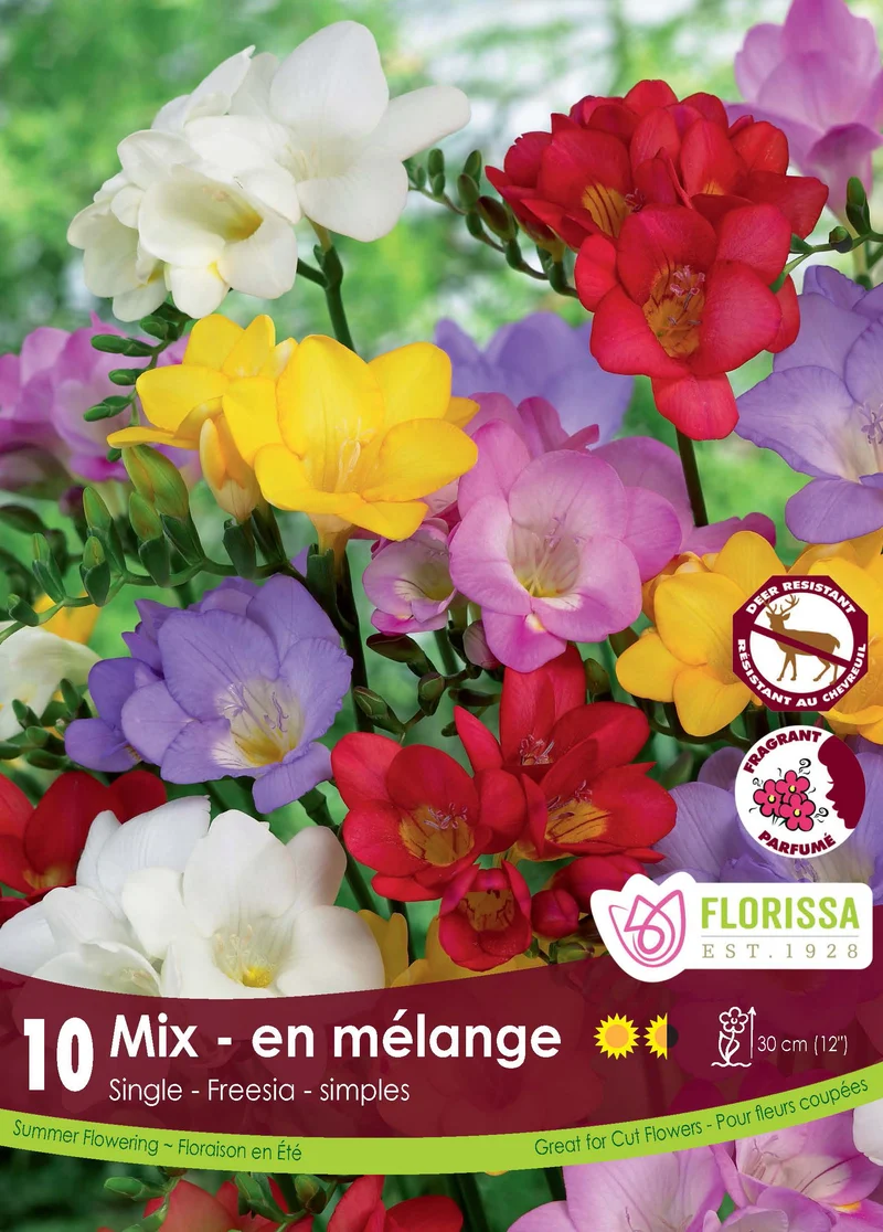 Freesia simple Mélange ( Freesia hybrides)