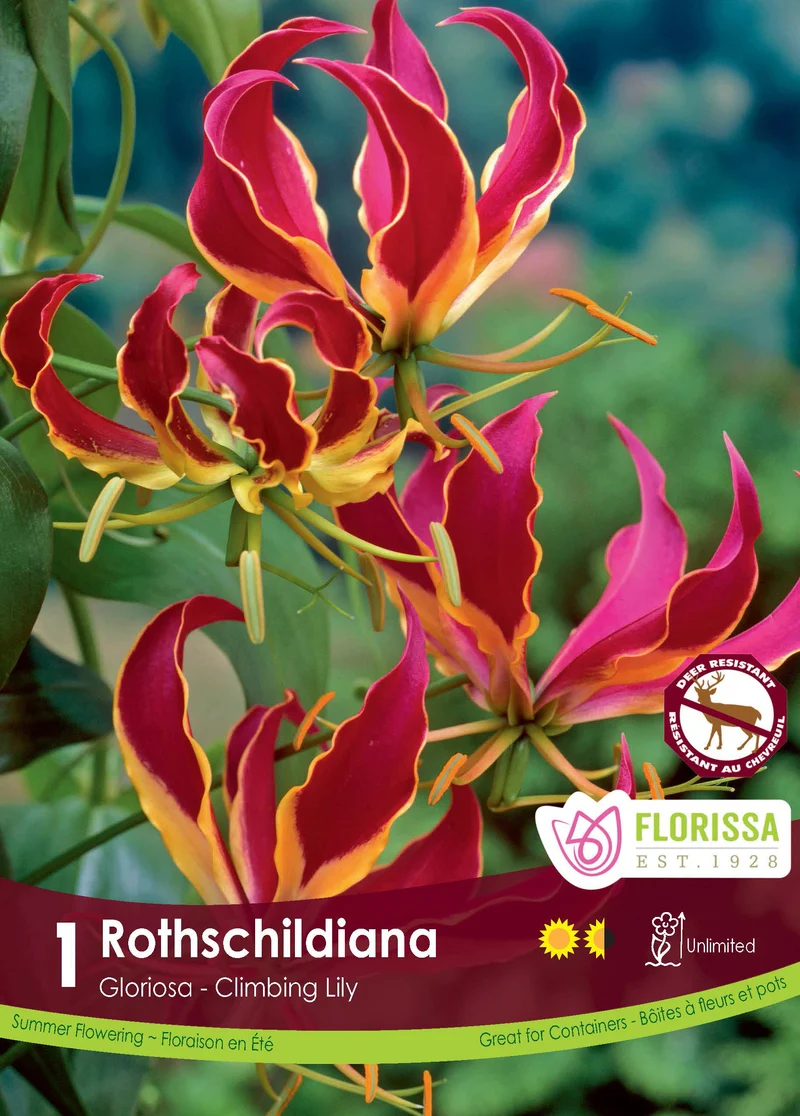 Gloriosa de Rothschild ( Gloriosa superba ‘Rothschildiana’)