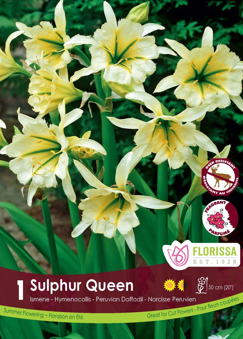 Ismène ‘Sulphur Queen’ ( Ismene )