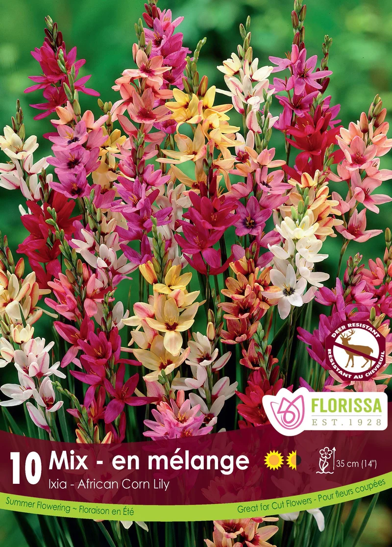Ixia hybrides ‘Mélange’ ( Ixia )