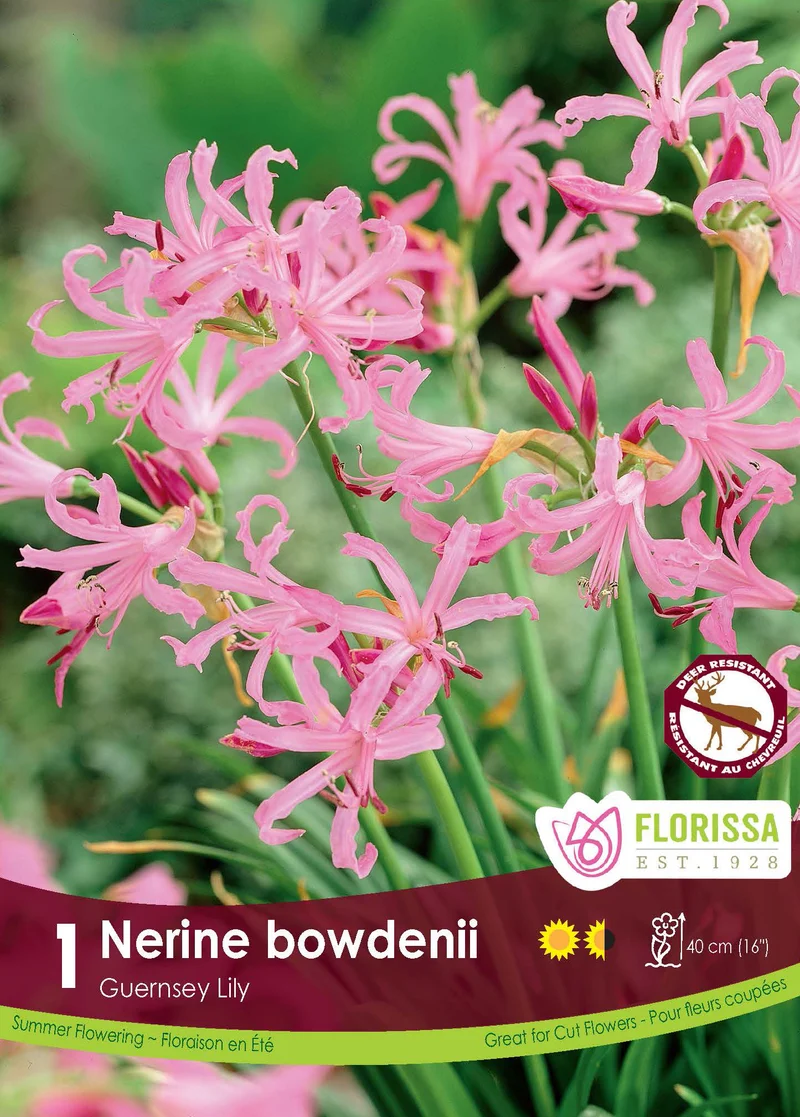 Nérine ‘Bowdenii’ ( Nerine )