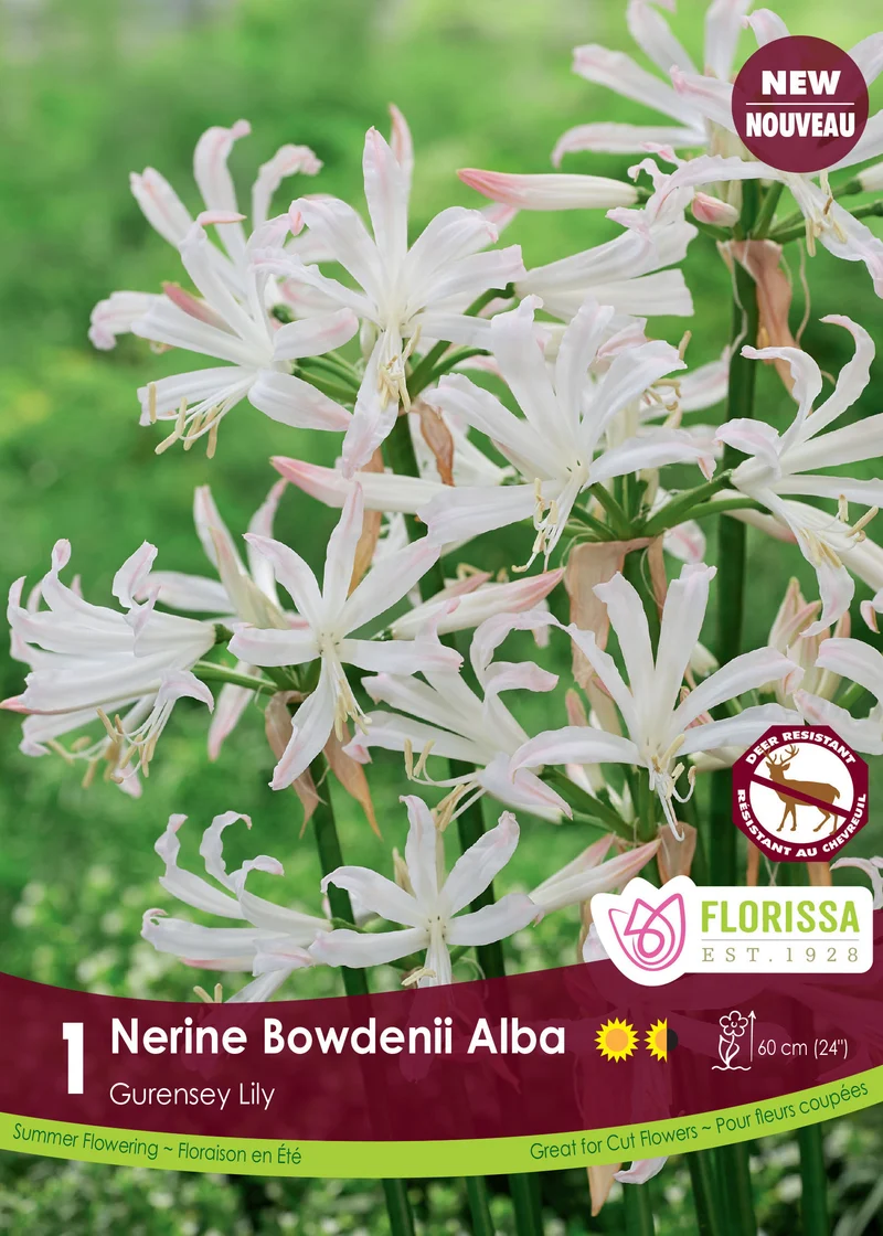 Nérine ‘Bowdenii Alba’ ( Nerine )