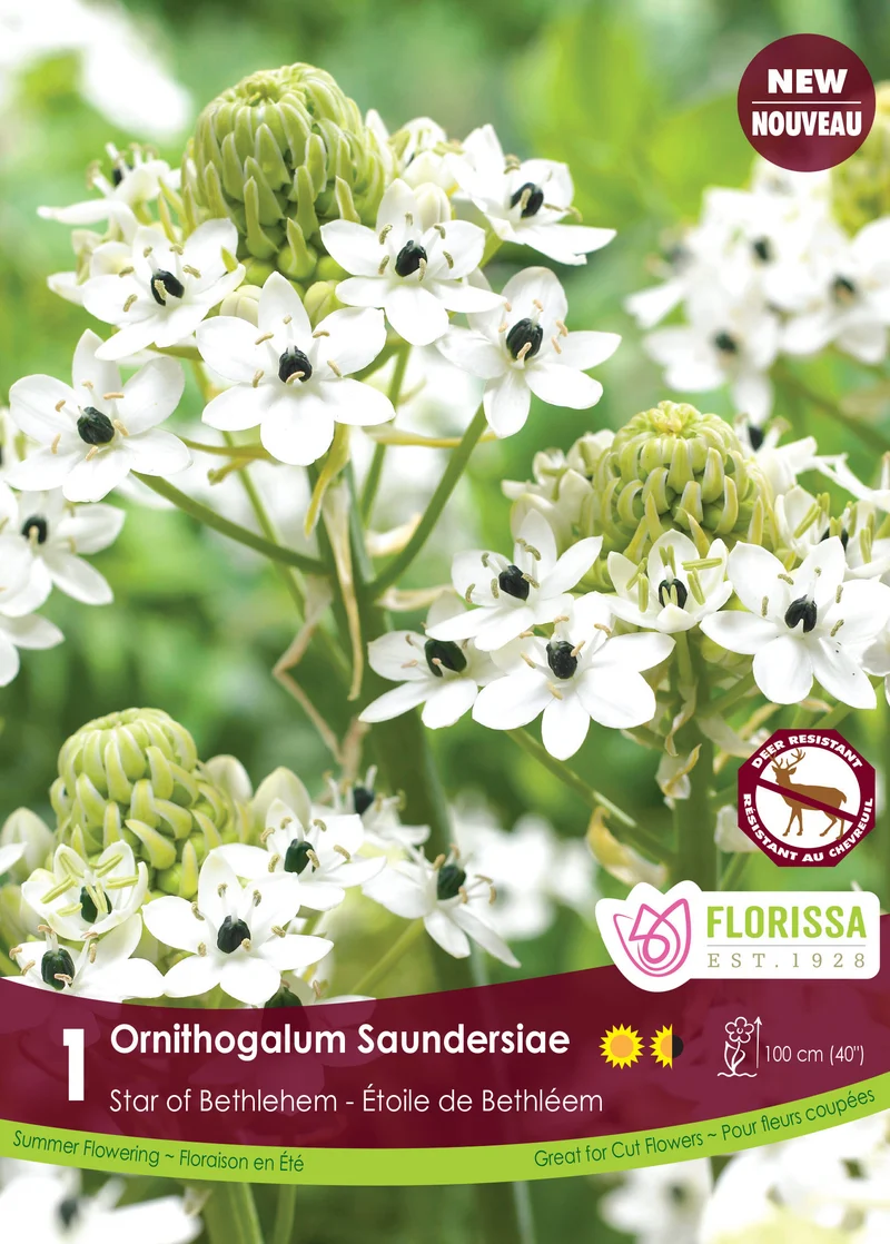 Ornithogalum ‘Saundersiae’ ( Ornithogalum )