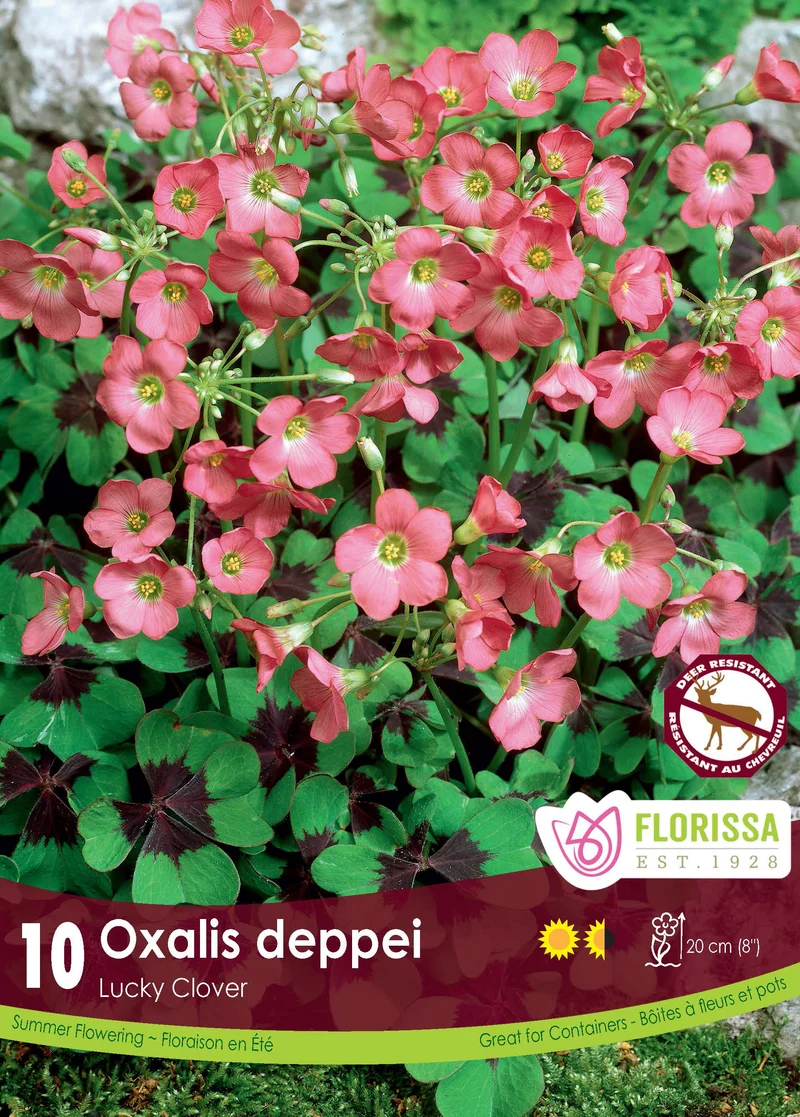 Oxalis ‘Deppei’ ( Oxalis )
