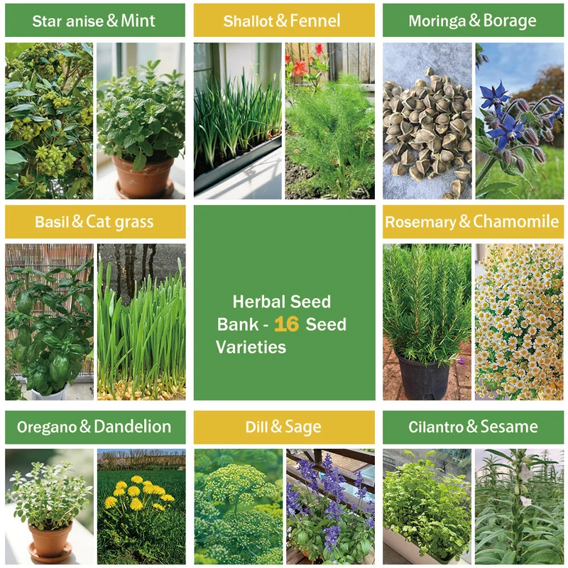 All-in-One Herb Seed Bank - 16 Seed Varieties
