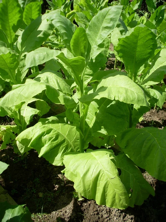 Grassroot Tobacco Seeds – Heirloom Planting Seeds for Gardens – 100 pcs