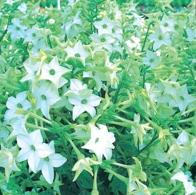 Meadow Tobacco White Planting Seeds for Home Gardens – 100 pcs