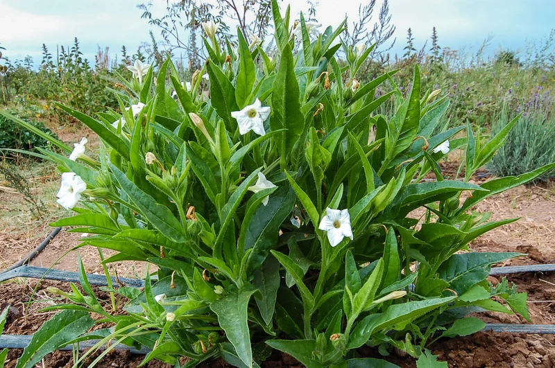 Meadow Tobacco Seeds – Ornamental Garden Plant for Home Landscaping