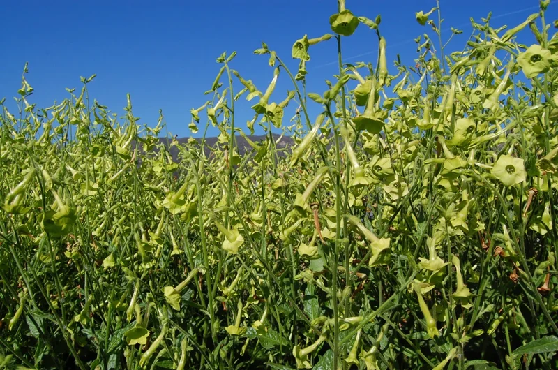 Meadow Tobacco Seeds – Ornamental Garden Plant for Home Landscaping