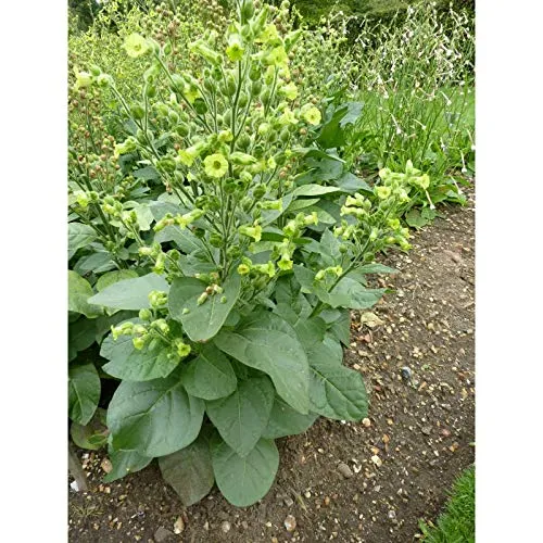 Meadow Tobacco Seeds – Ornamental Garden Plant for Home Landscaping