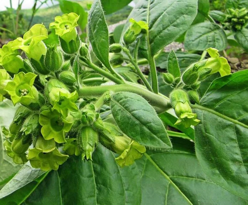 Meadow Tobacco Seeds – Ornamental Garden Plant for Home Landscaping