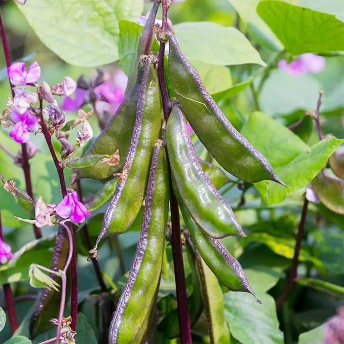 Hyacinth Bean Seeds (Lablab purpureus), Vigorous Climbing Vine with Ornamental & Edible Appeal
