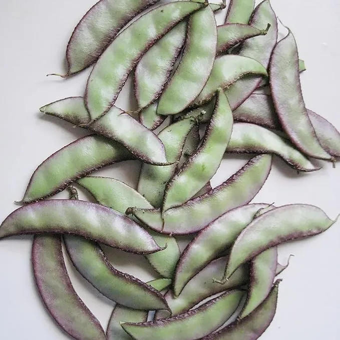 Hyacinth Bean Seeds (Lablab purpureus), Vigorous Climbing Vine with Ornamental & Edible Appeal