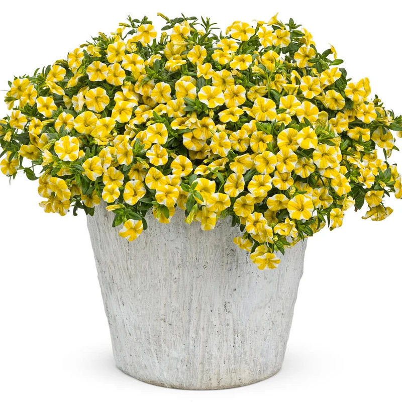 Superbells Lemon Slice Calibrachoa Seeds – Vibrant Trailing Annual for Containers