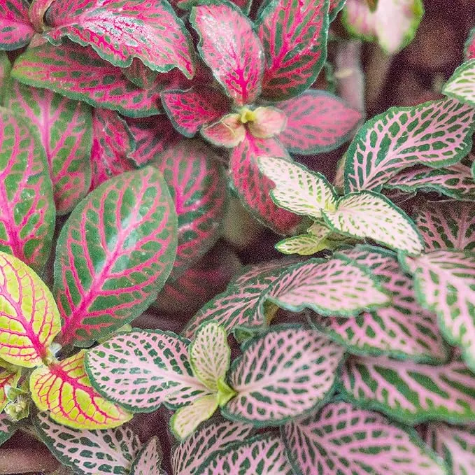 Fittonia Albivenis Seeds – Mixed Nerve Plant Variety with Stunning Foliage