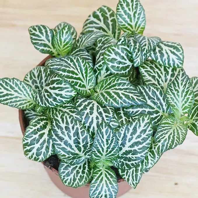 Fittonia Albivenis Seeds – Mixed Nerve Plant Variety with Stunning Foliage